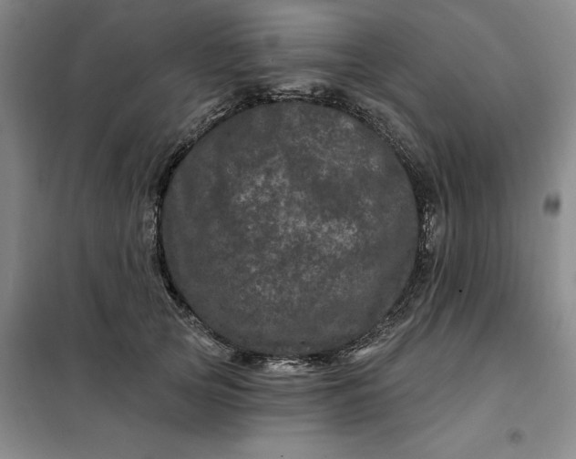 X0000098150753200805011407