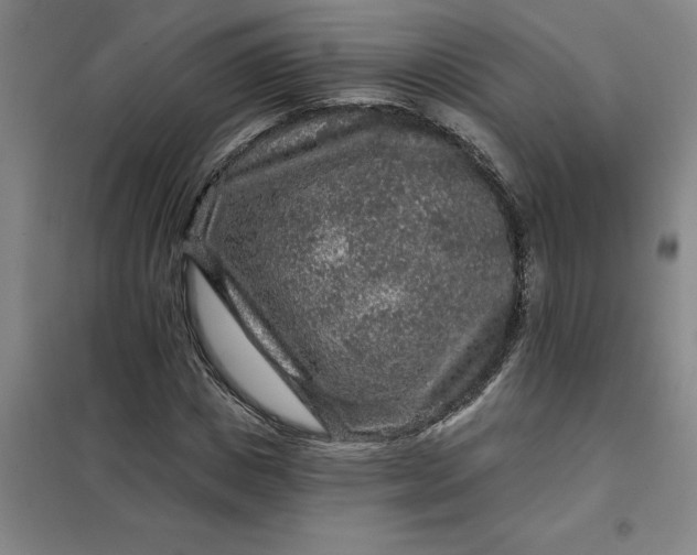 X0000098150825200805011405