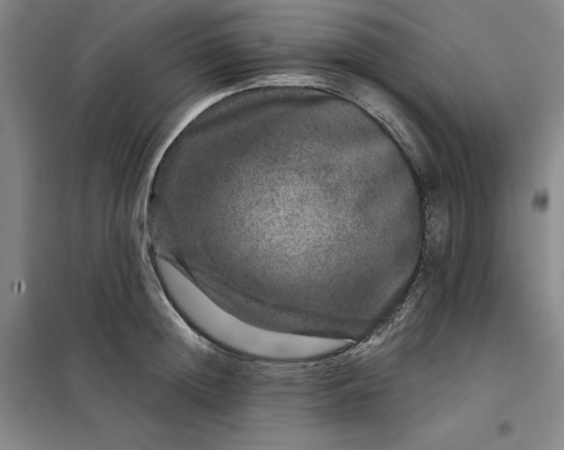 X0000098150852200805011406