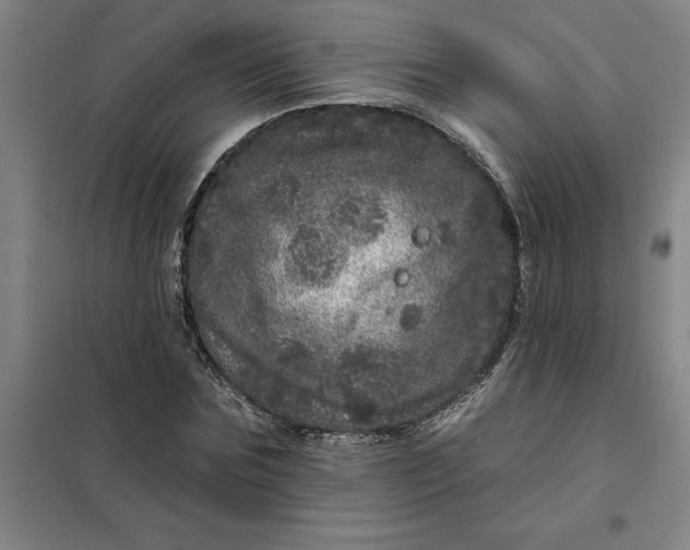 X0000098150875200805011405