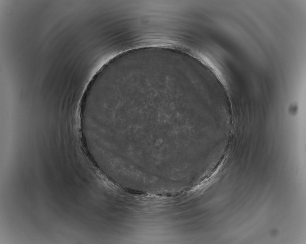 X0000098150883200805011405