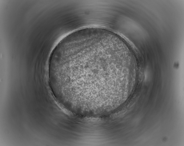 X0000098150886200805011405