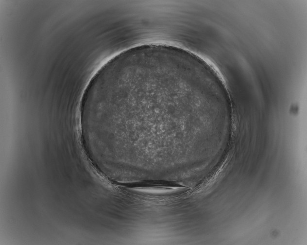 X0000098150887200805011405
