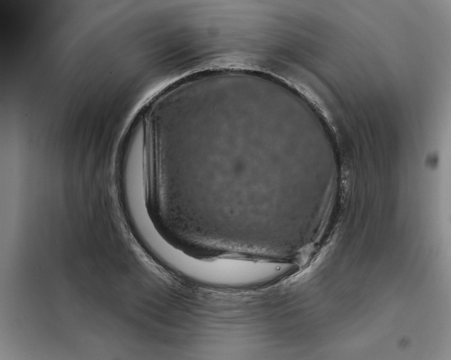 X0000098150981200805011403