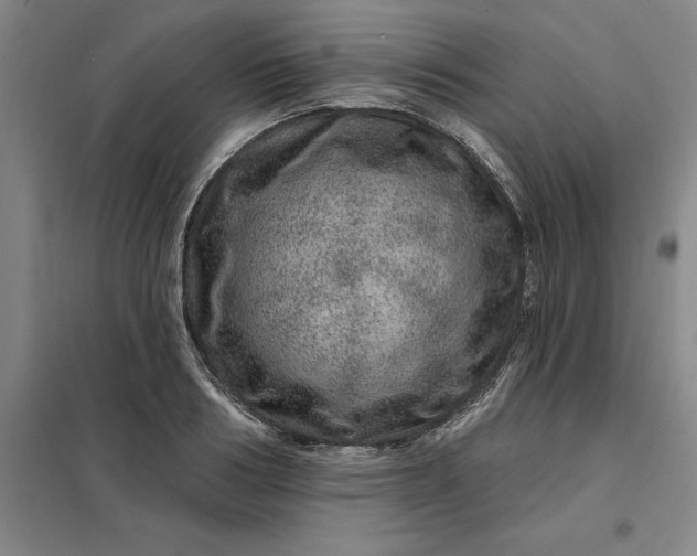 X0000098150986200805011403