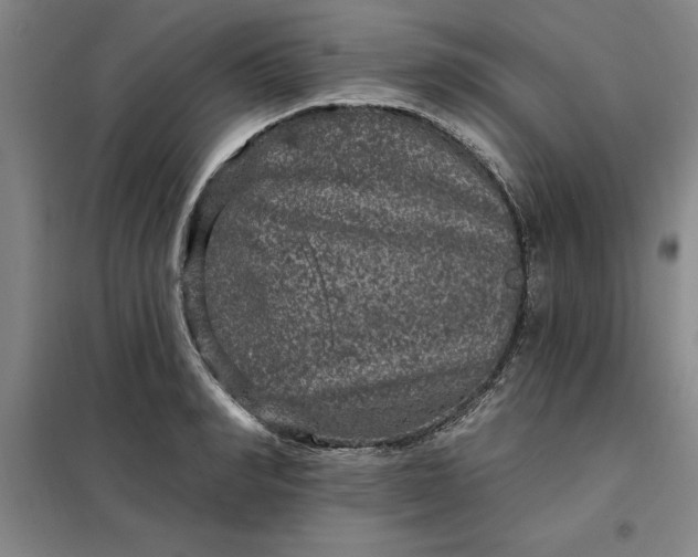 X0000098150990200805011403