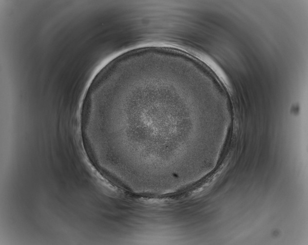 X0000098151004200805011403