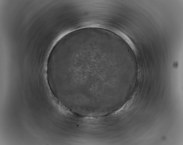 X0000098151051200805011403