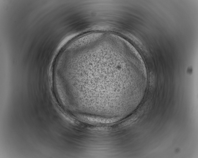 X0000098151078200805011402