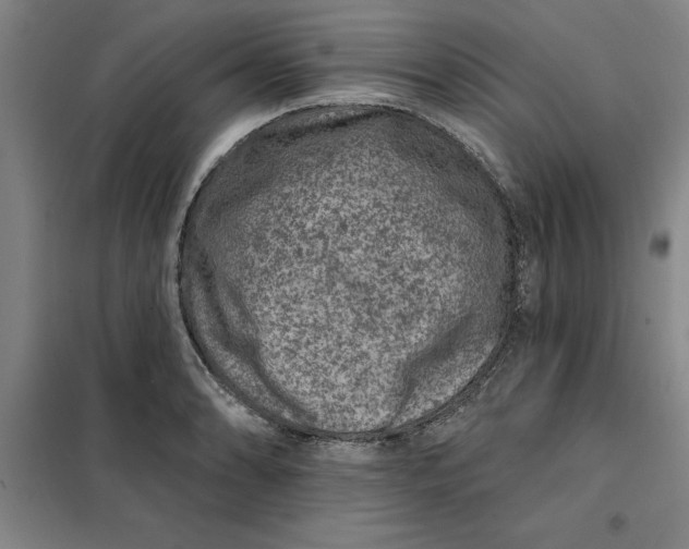 X0000098151086200805011402