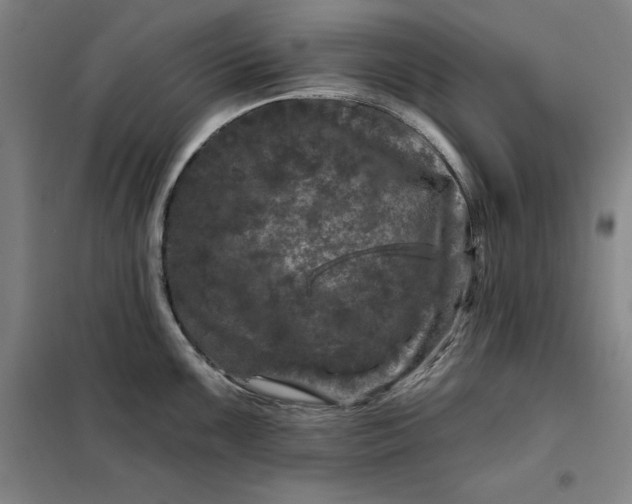 X0000098151099200805011402