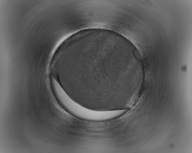 X0000098151120200805011401