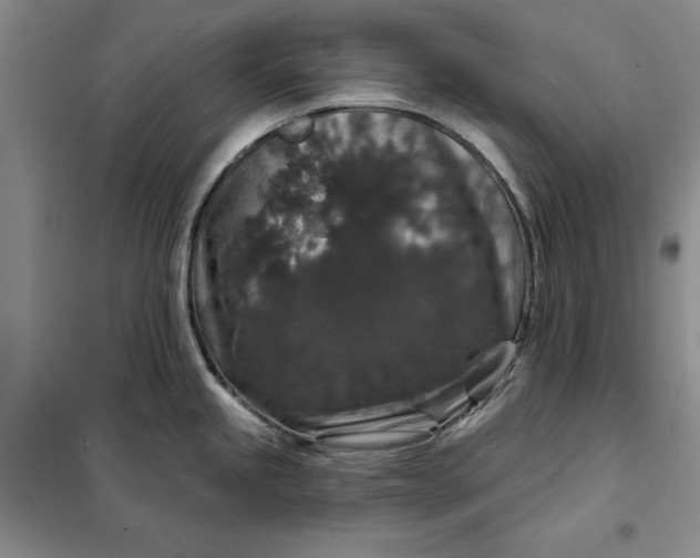 X0000098151245200805011400
