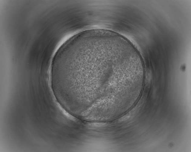 X0000098151294200805011359