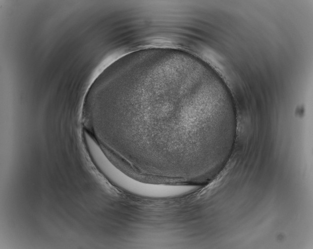 X0000098151378200805011358