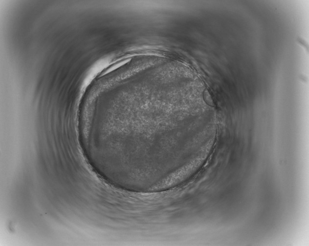 X0000098150006200805081052