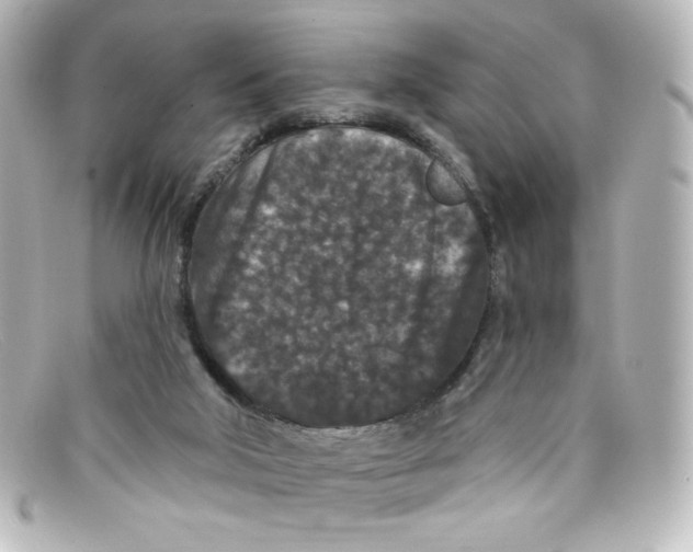 X0000098150018200805081052