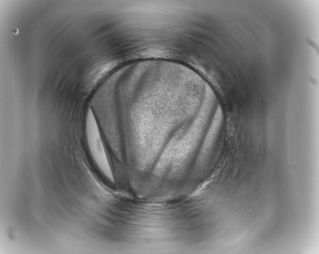 X0000098150062200805081051