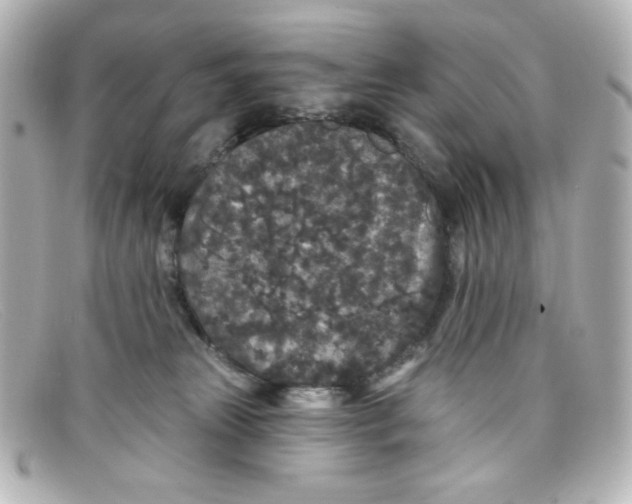 X0000098150181200805081050