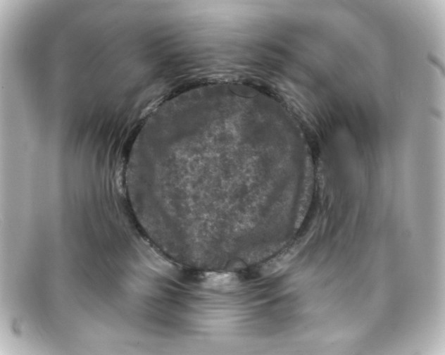 X0000098150185200805081050