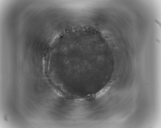 X0000098150192200805081050
