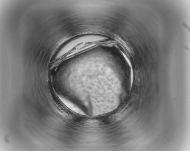 X0000098150203200805081049