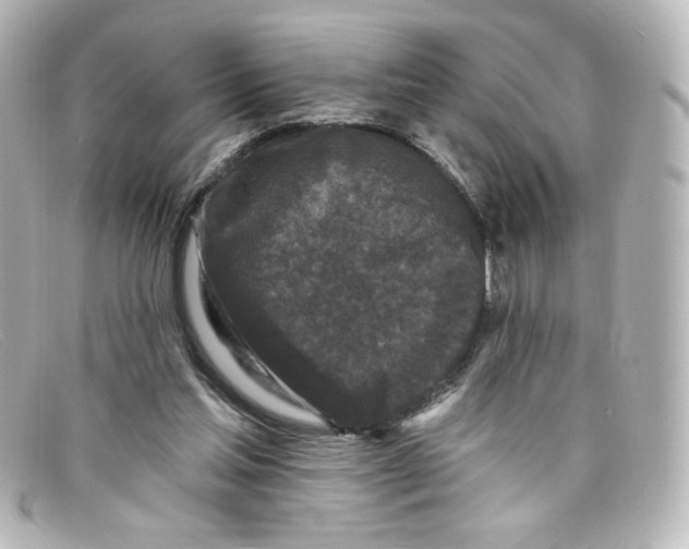 X0000098150205200805081049