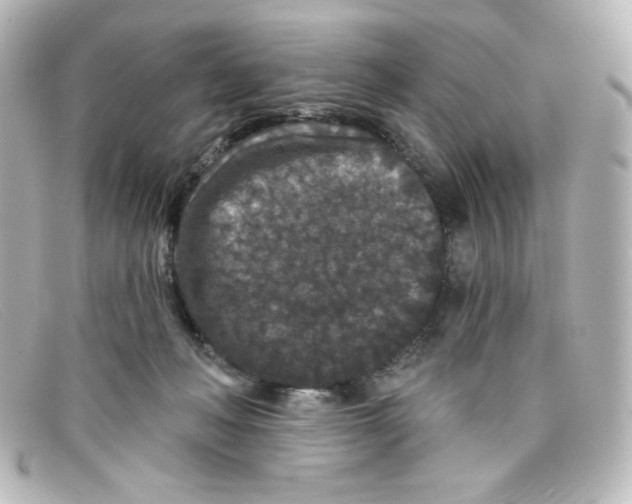 X0000098150222200805081049