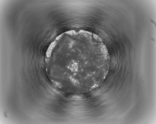 X0000098150236200805081049