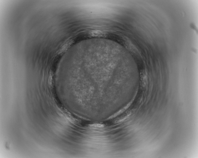 X0000098150266200805081048