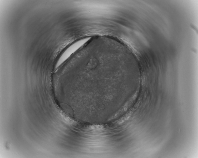 X0000098150353200805081047