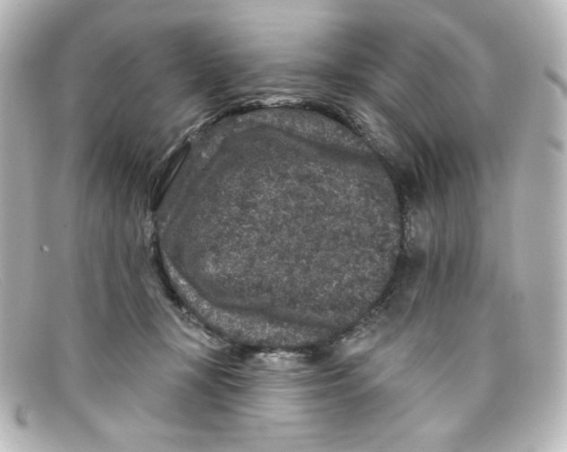 X0000098150367200805081047