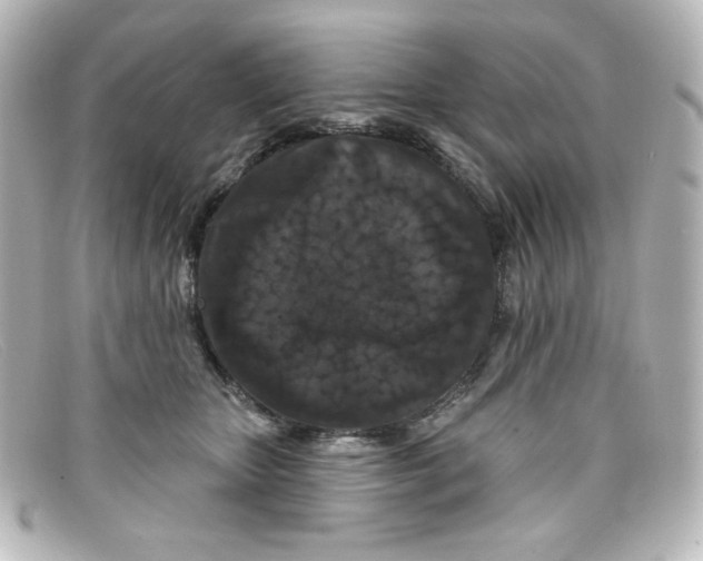 X0000098150467200805081046