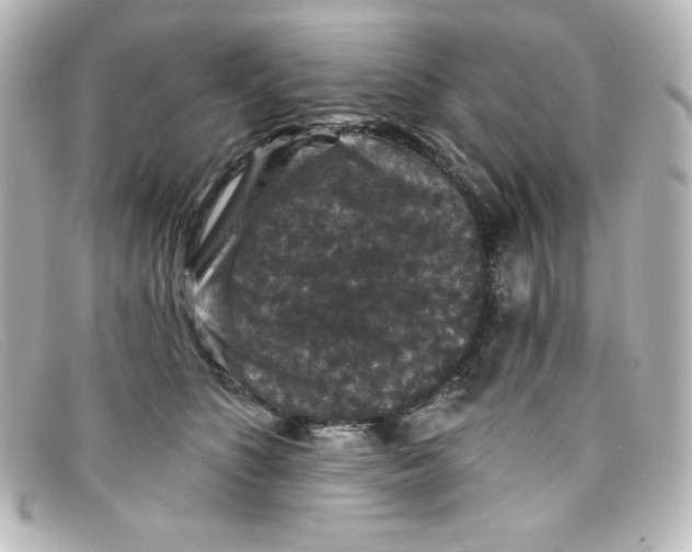 X0000098150516200805081045