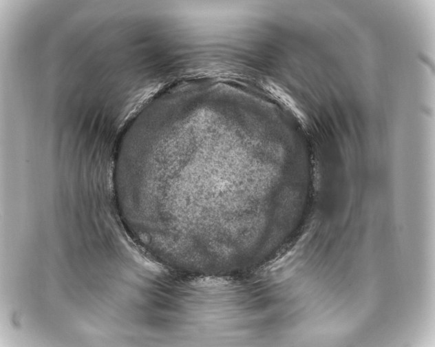 X0000098150537200805081044