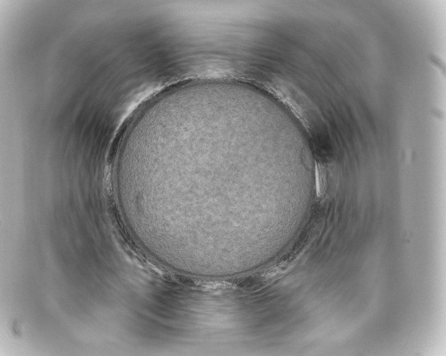 X0000098150579200805081044
