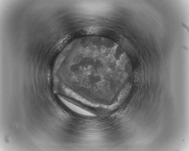 X0000098150648200805081043