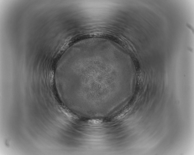 X0000098150660200805081043