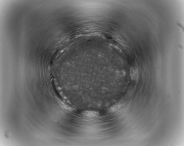 X0000098150670200805081043