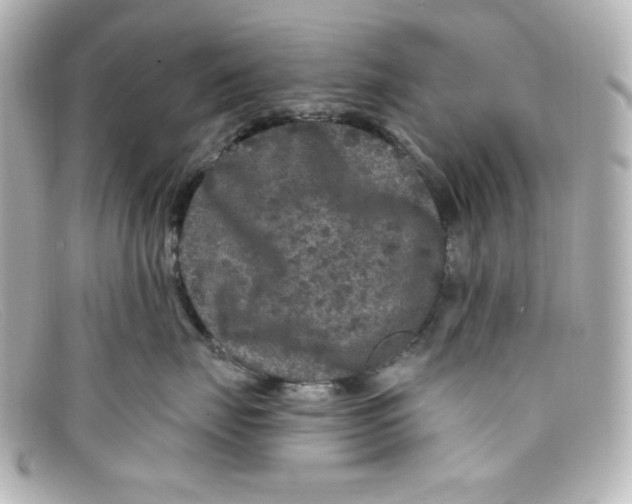 X0000098150671200805081043