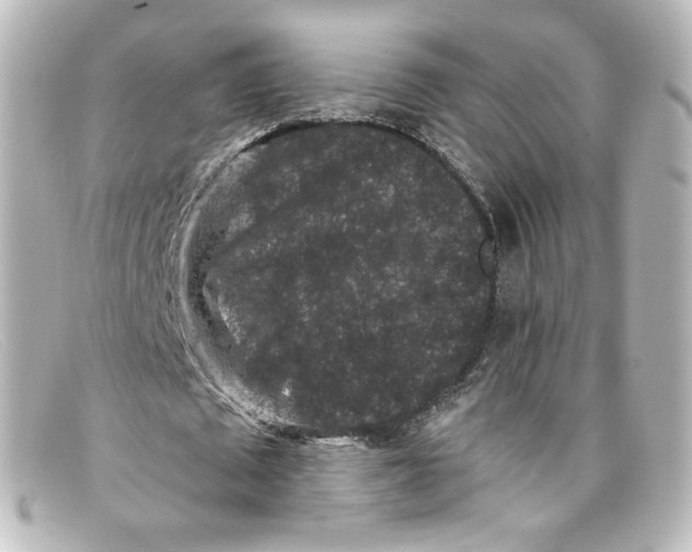X0000098150673200805081042