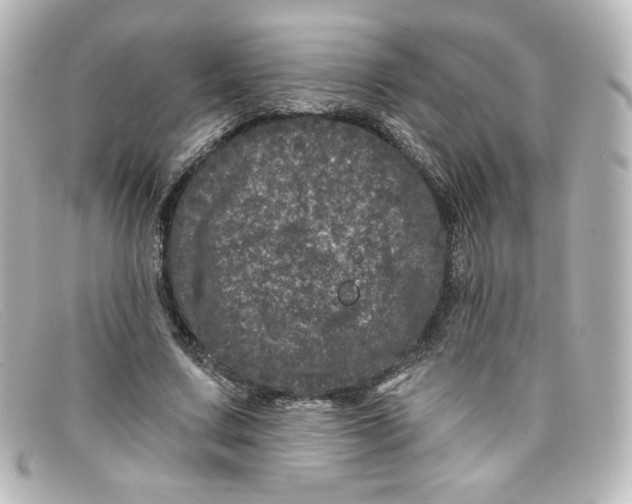 X0000098150683200805081042