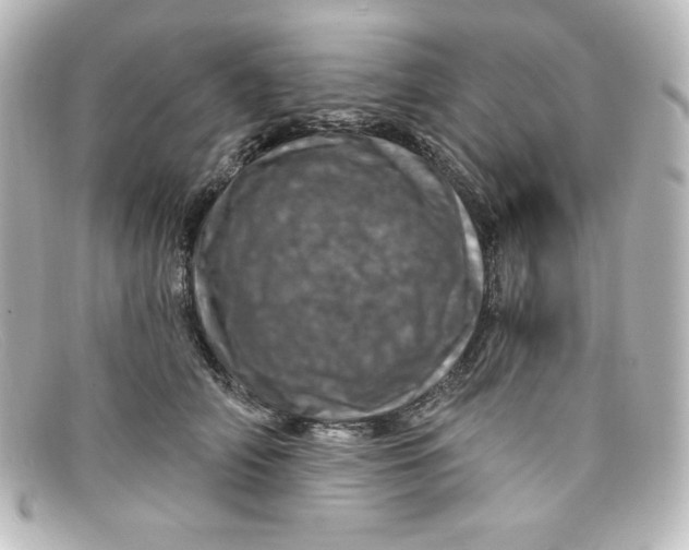 X0000098150706200805081042