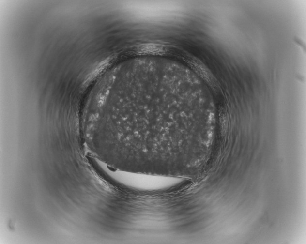 X0000098150729200805081041