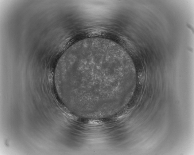 X0000098150753200805081041