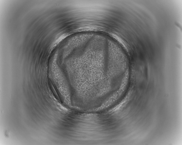 X0000098150778200805081041
