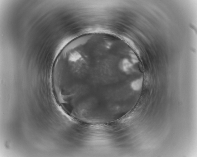 X0000098150863200805081040