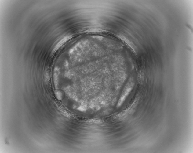 X0000098150874200805081040