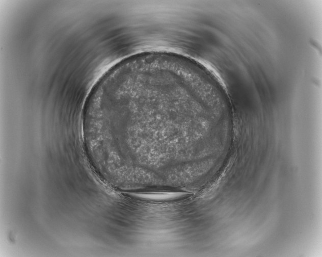X0000098150887200805081039