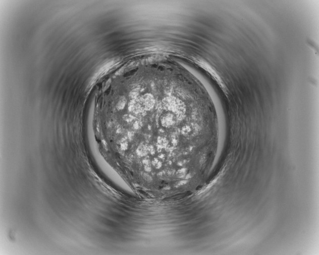 X0000098150930200805081039